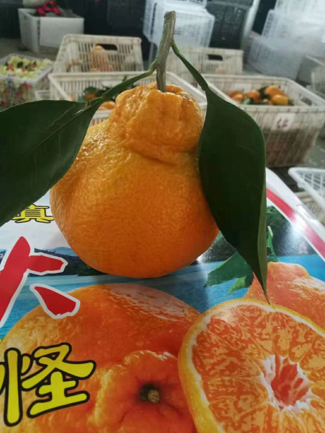 不知火 8cm以上 4两以上