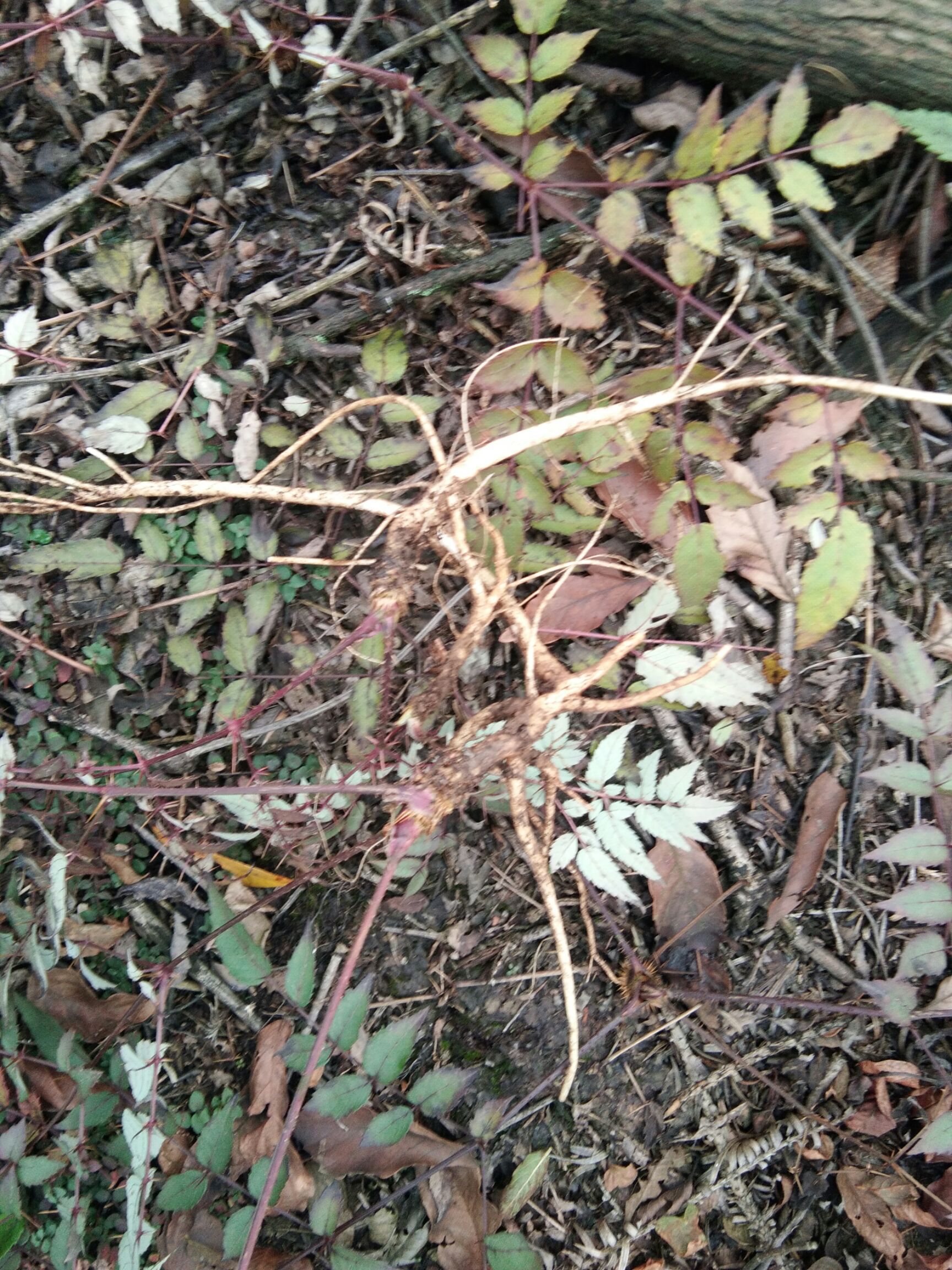 刺芽苗 红刺老包,芽头,小苗都有,苗有大小价格不易