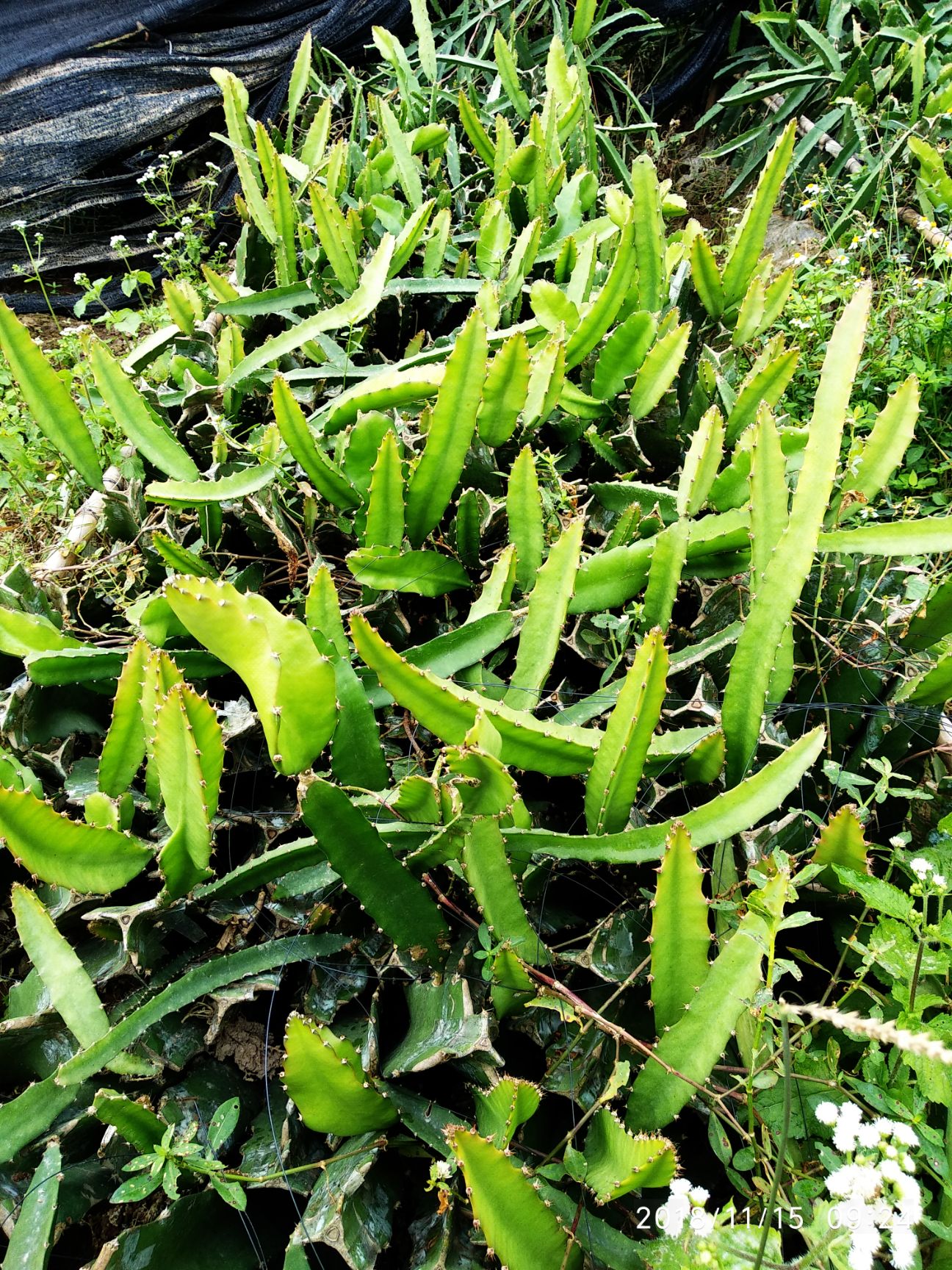 广东江门市江海区黄皮火龙果苗最新产地行情趋