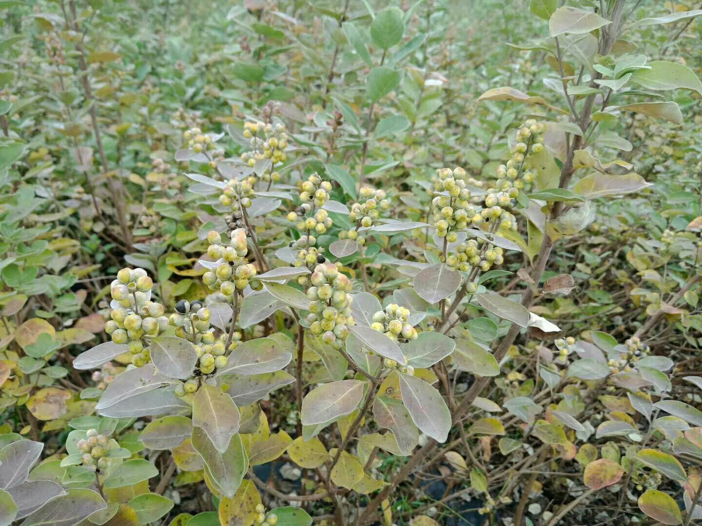 蔓荆子苗 江西单叶蔓荆挂果苗(单叶正品.量大从优)