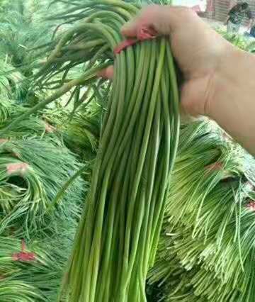 山东省聊城市莘县白帽蒜薹最新产地行情趋势|