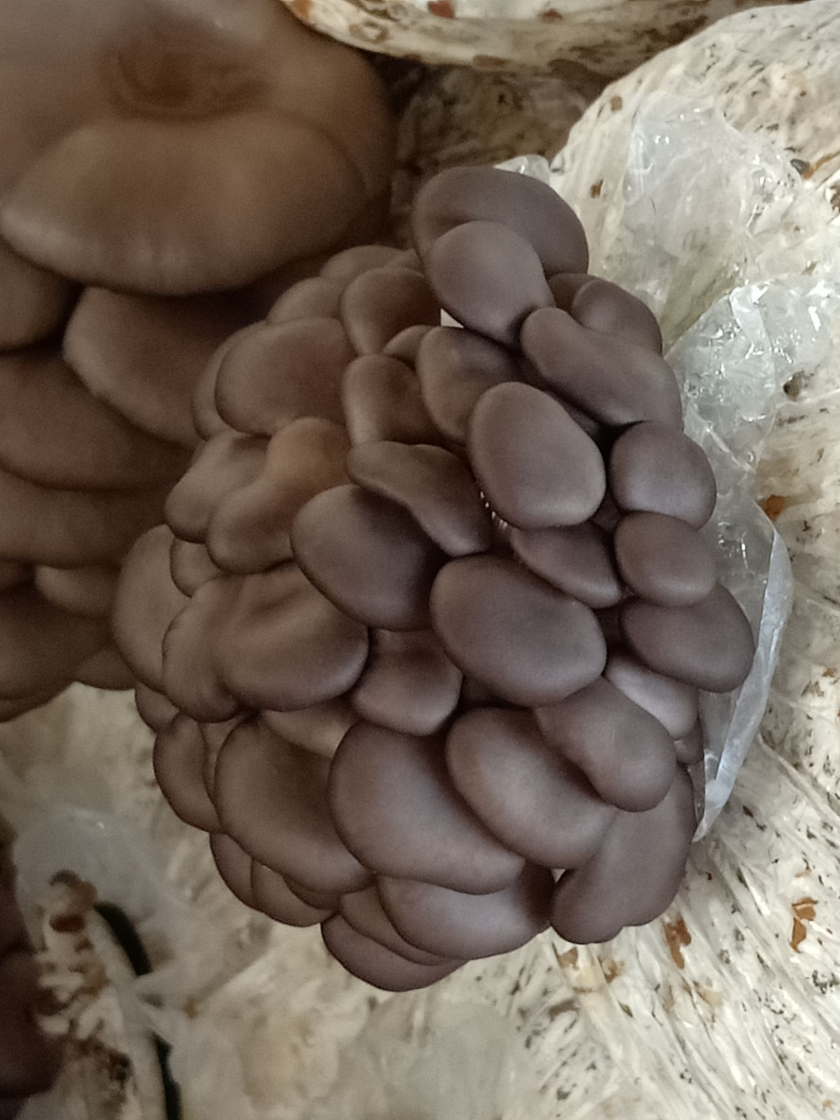 灰平菇