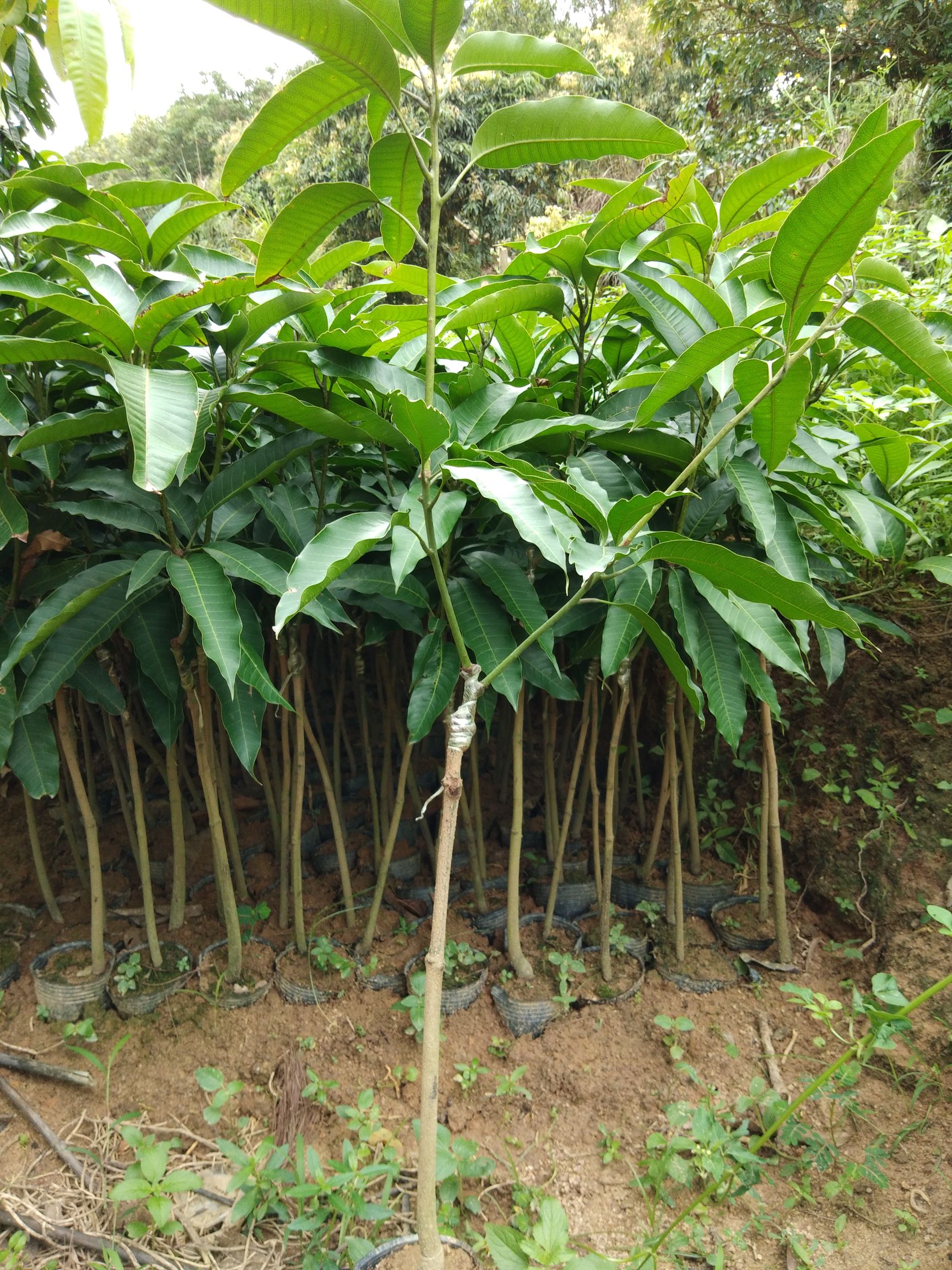 【青芒果苗批发】青芒果苗价格4元\/株 10株起