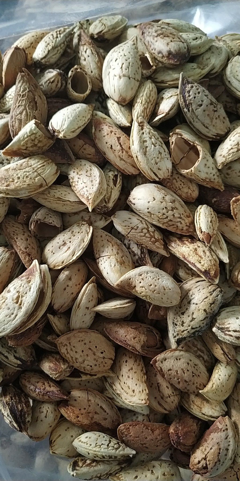 大扁杏仁 6-12个月 散装