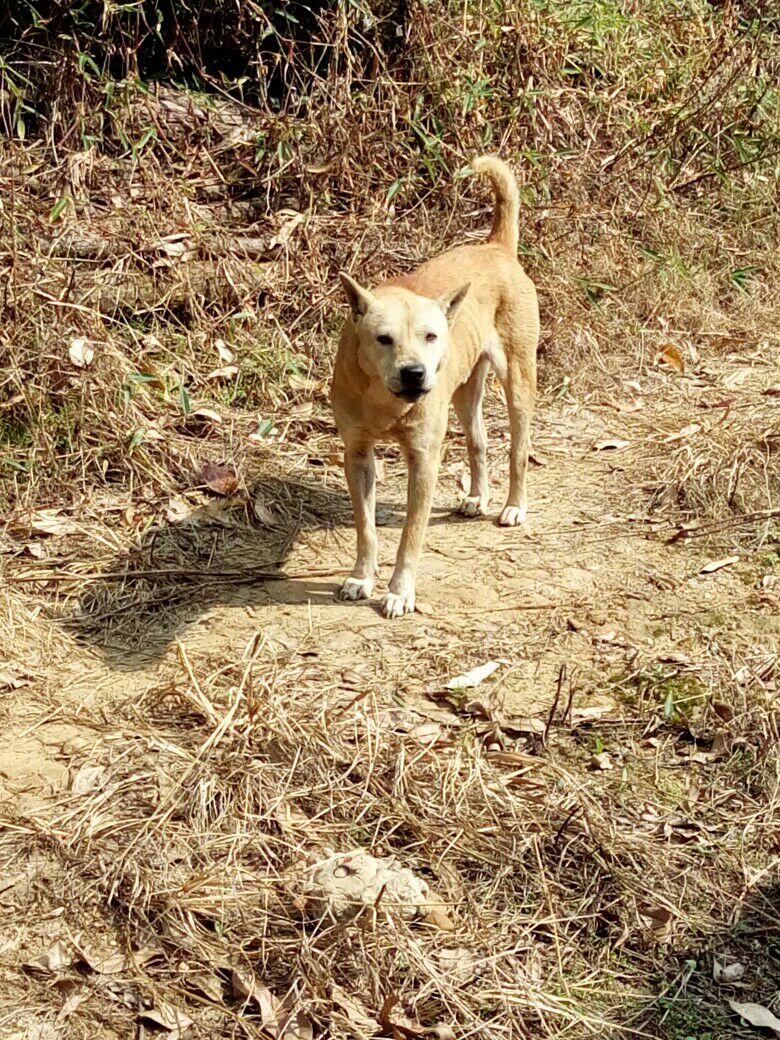 广西土猎狗