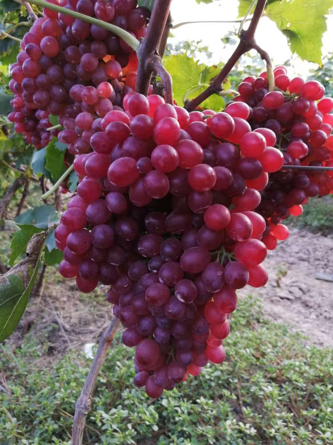 红宝石葡萄 5%以下 1次果 2斤以上