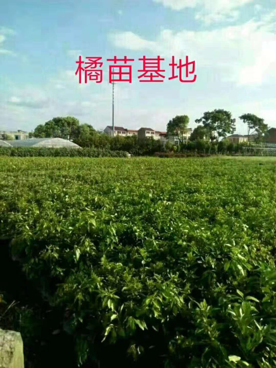 浙江金华市金东区红美人柑桔苗最新产地行情趋