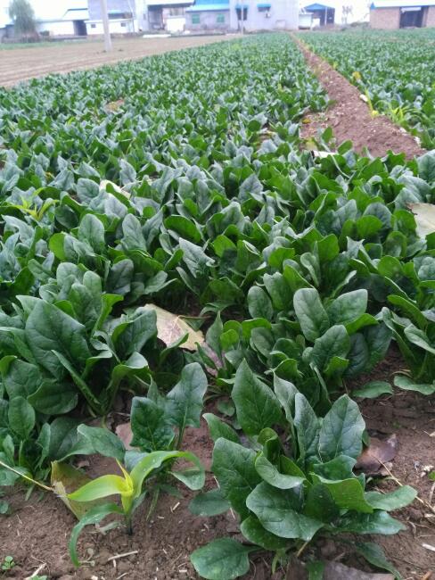 大叶菠菜 15~20cm图片