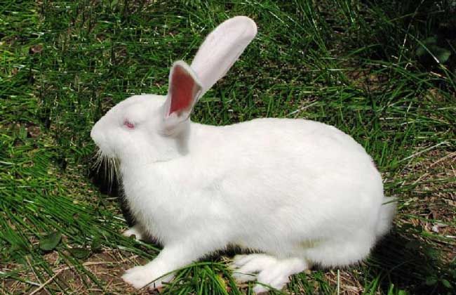 新西兰兔 3-5斤