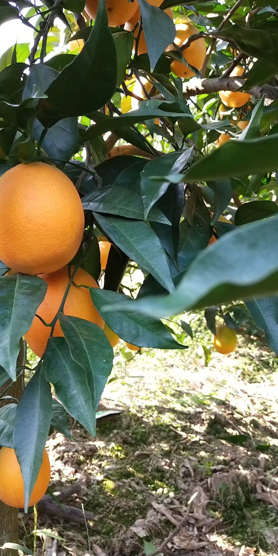 【预售】纽荷尔脐橙 65 - 70mm 4-8两 约20.0斤