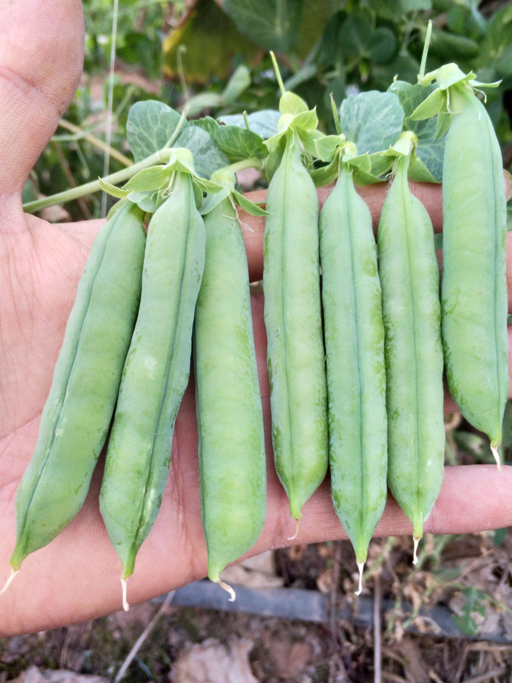甜脆豌豆 7-10cm 较饱满