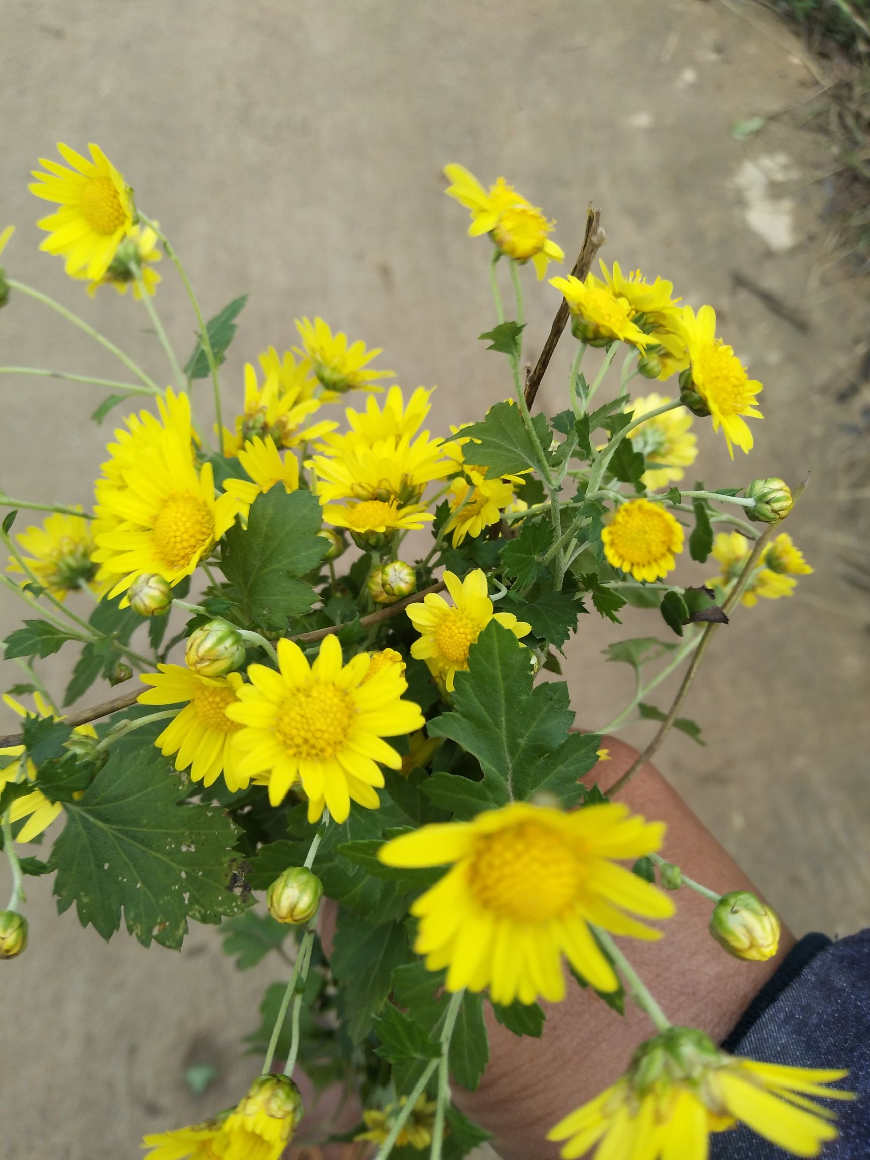 2万1"3"野菊花的功效与作用有哪些?2.2万1"12"什么是野菊花1.
