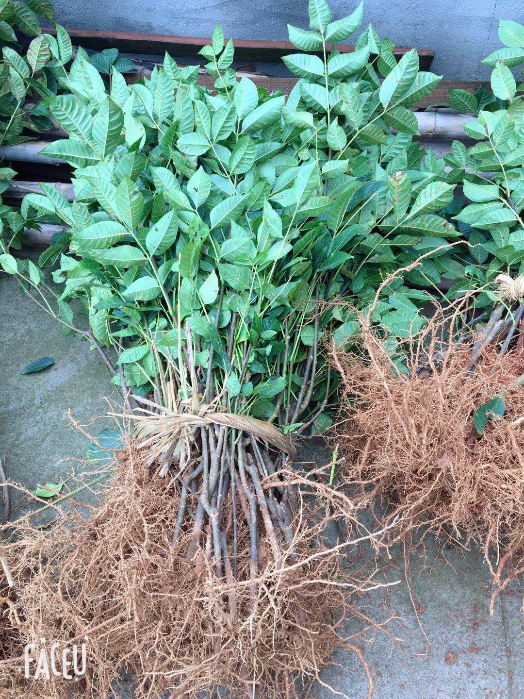 吴茱萸苗