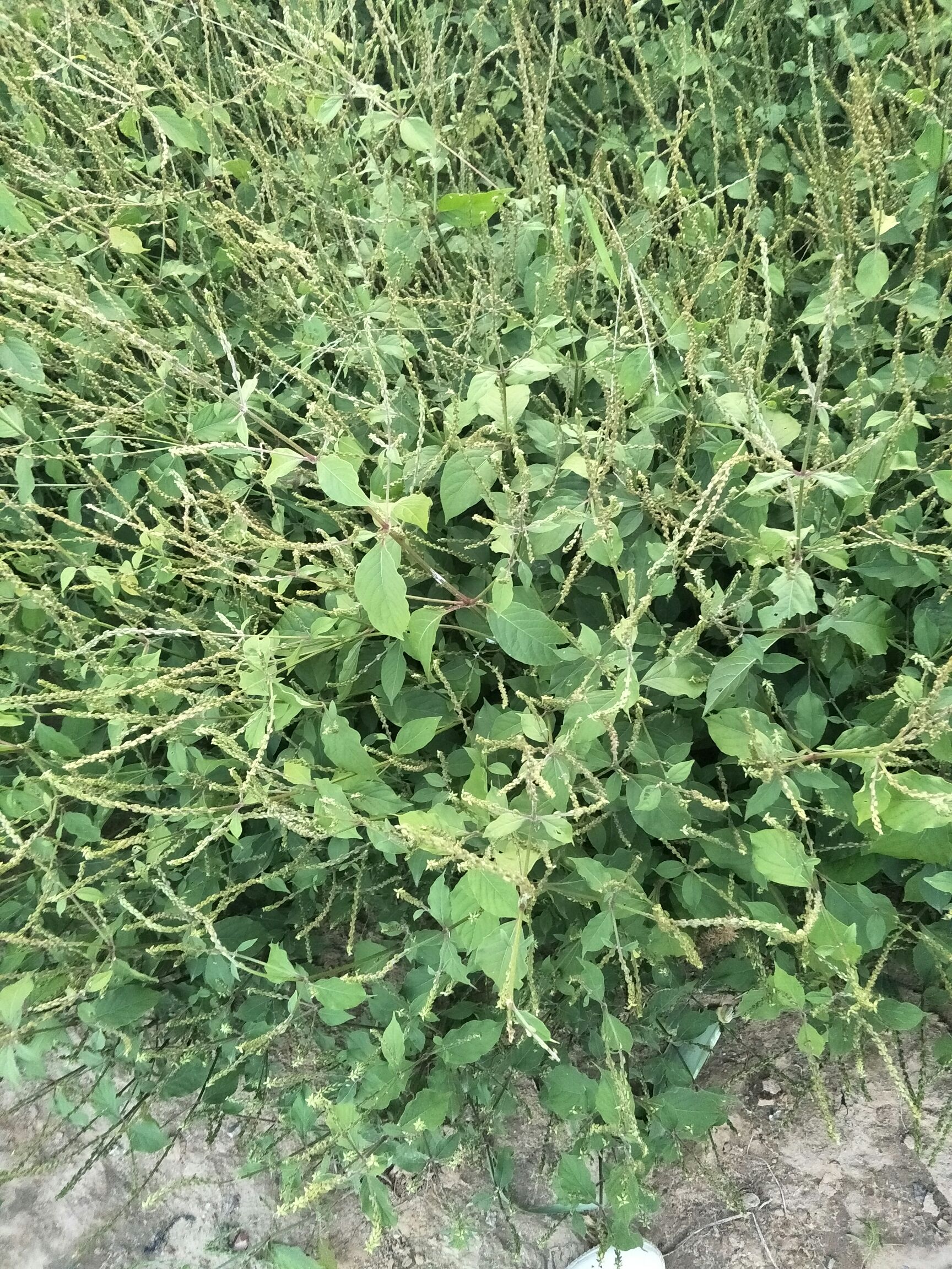 牛膝种子