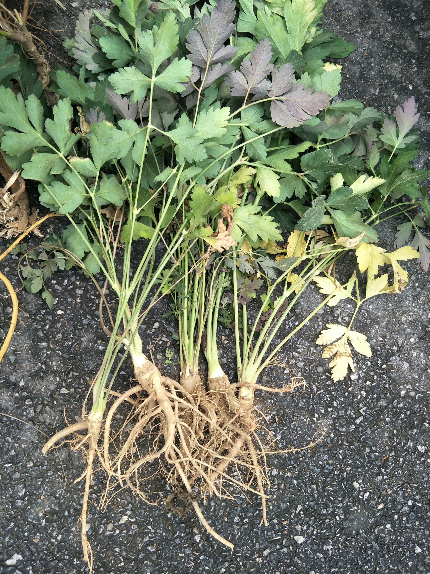 白花前胡种子