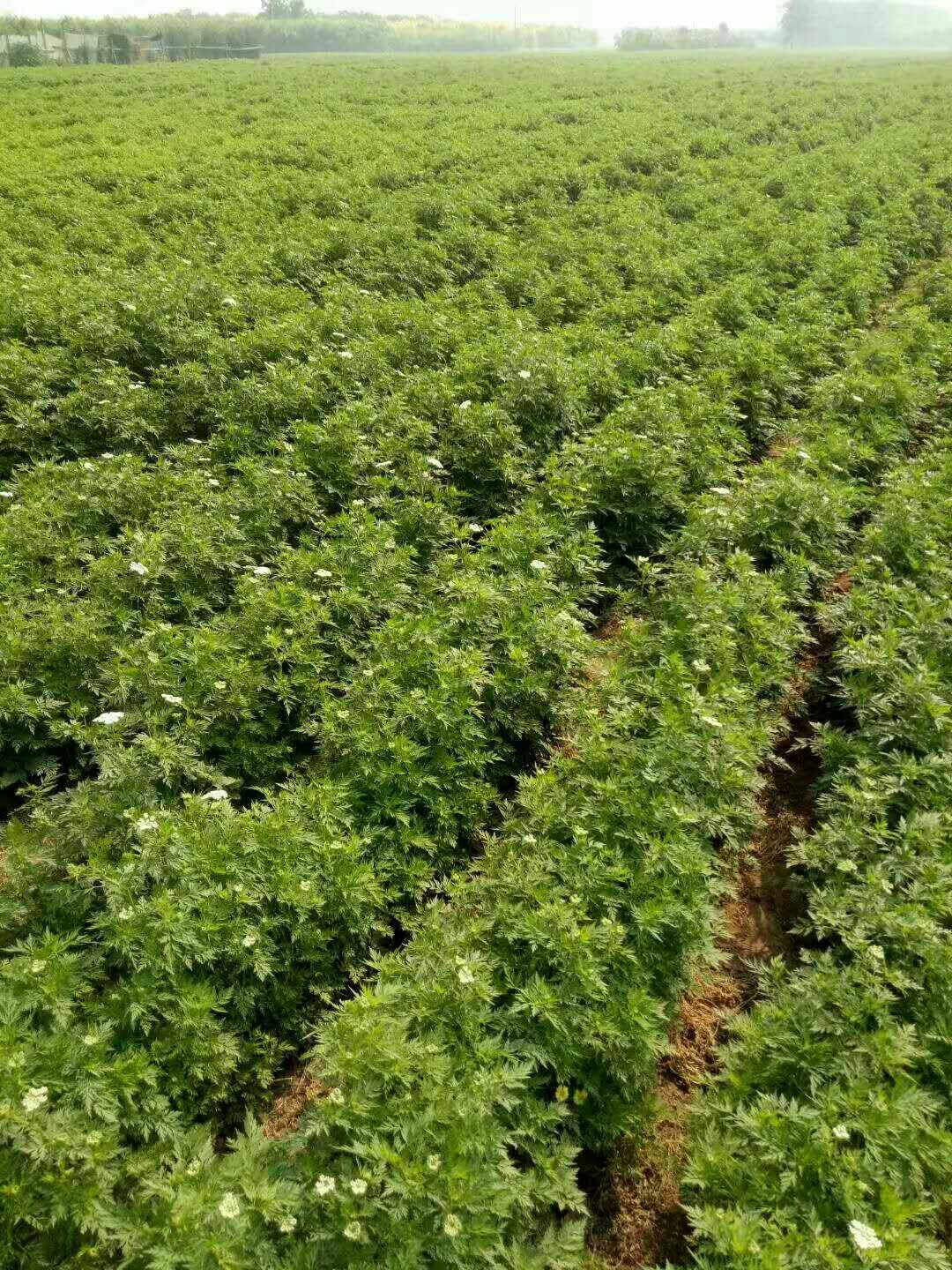 川芎秧苗保质保量保发芽率支持大货批发零售