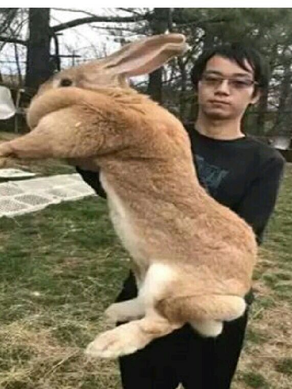 比利时兔 1斤以下