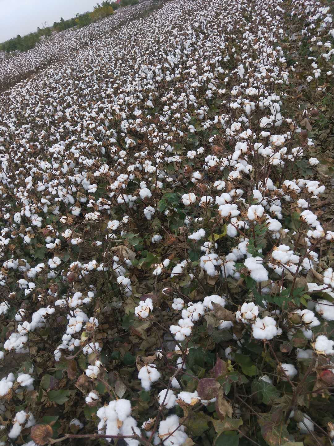 【新疆棉花批发】新疆棉花价格35元/千克 20千克起批