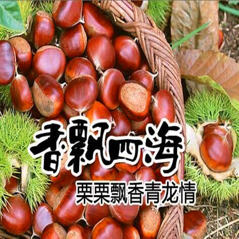 河北省秦皇岛市青龙满族自治县青龙板栗 特级 中粒