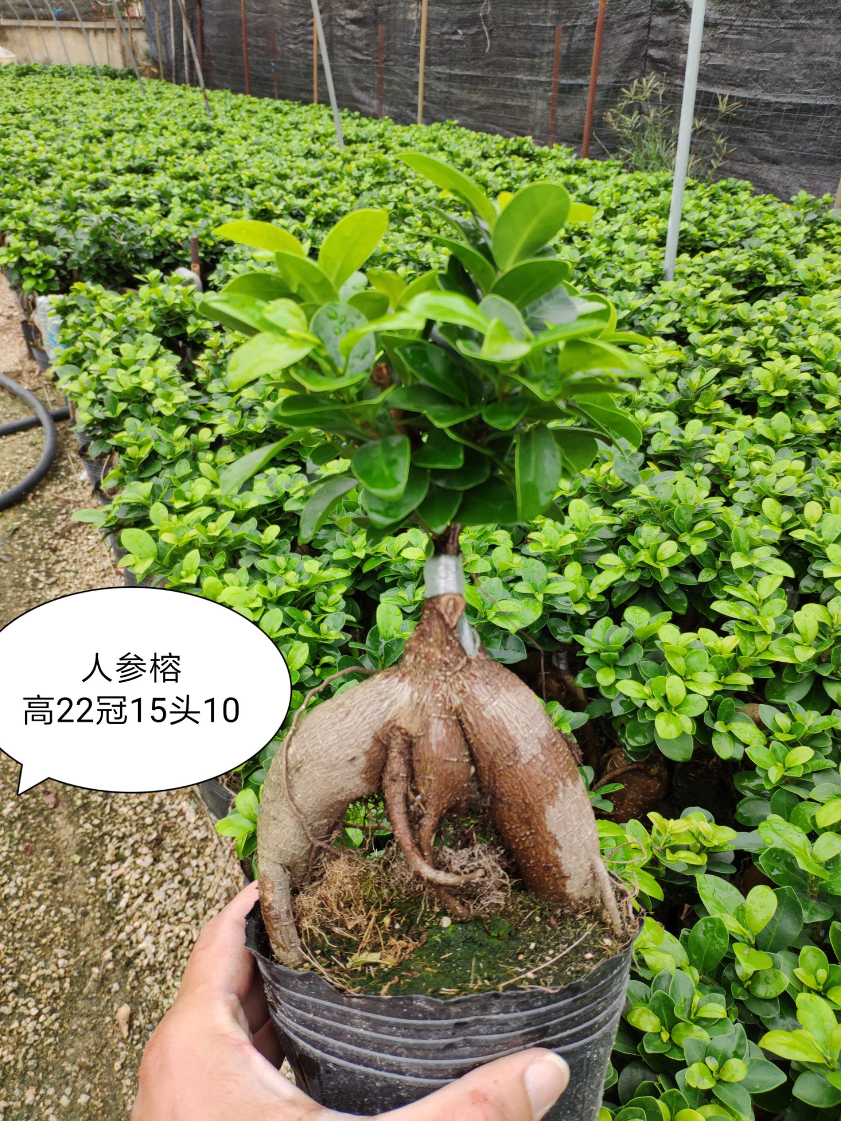 人参榕
