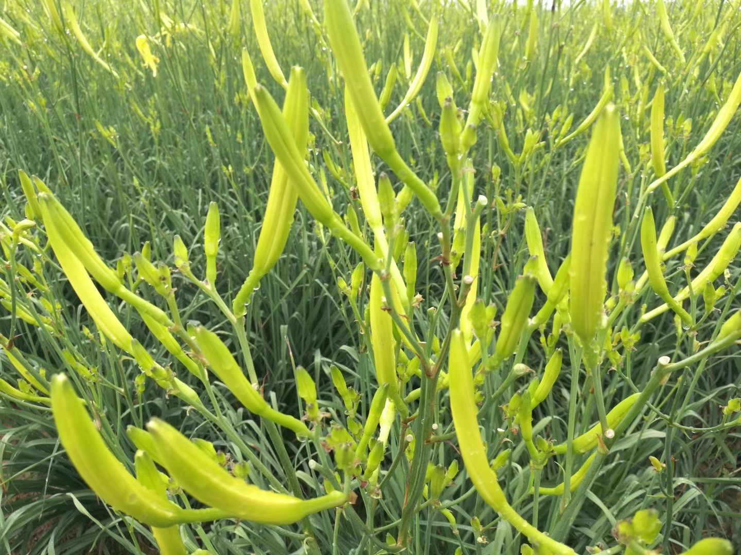 黄花菜 湖南省衡阳市祁东县