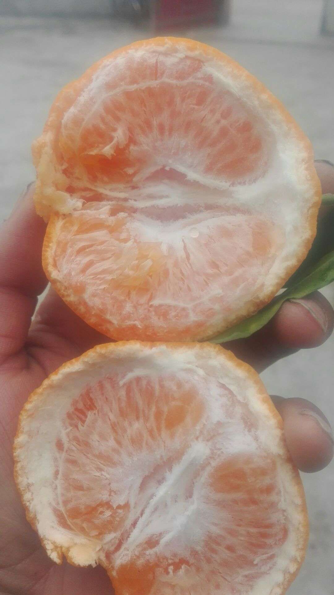 四川成都市简阳市耙耙柑最新产地行情趋势|产