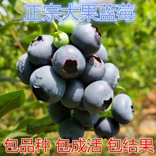 蓝丰蓝莓苗 品种齐全 规格齐全 质量放心