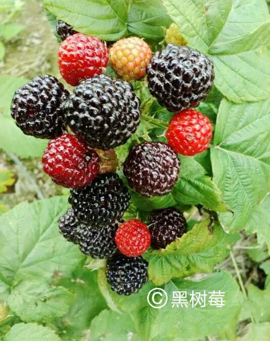 黑树莓苗