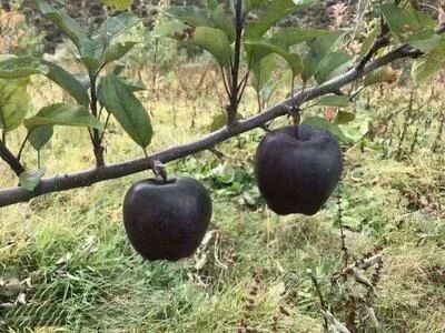 黑钻苹果树苗 0.5~1米