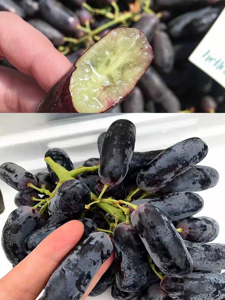 蓝宝石葡萄苗