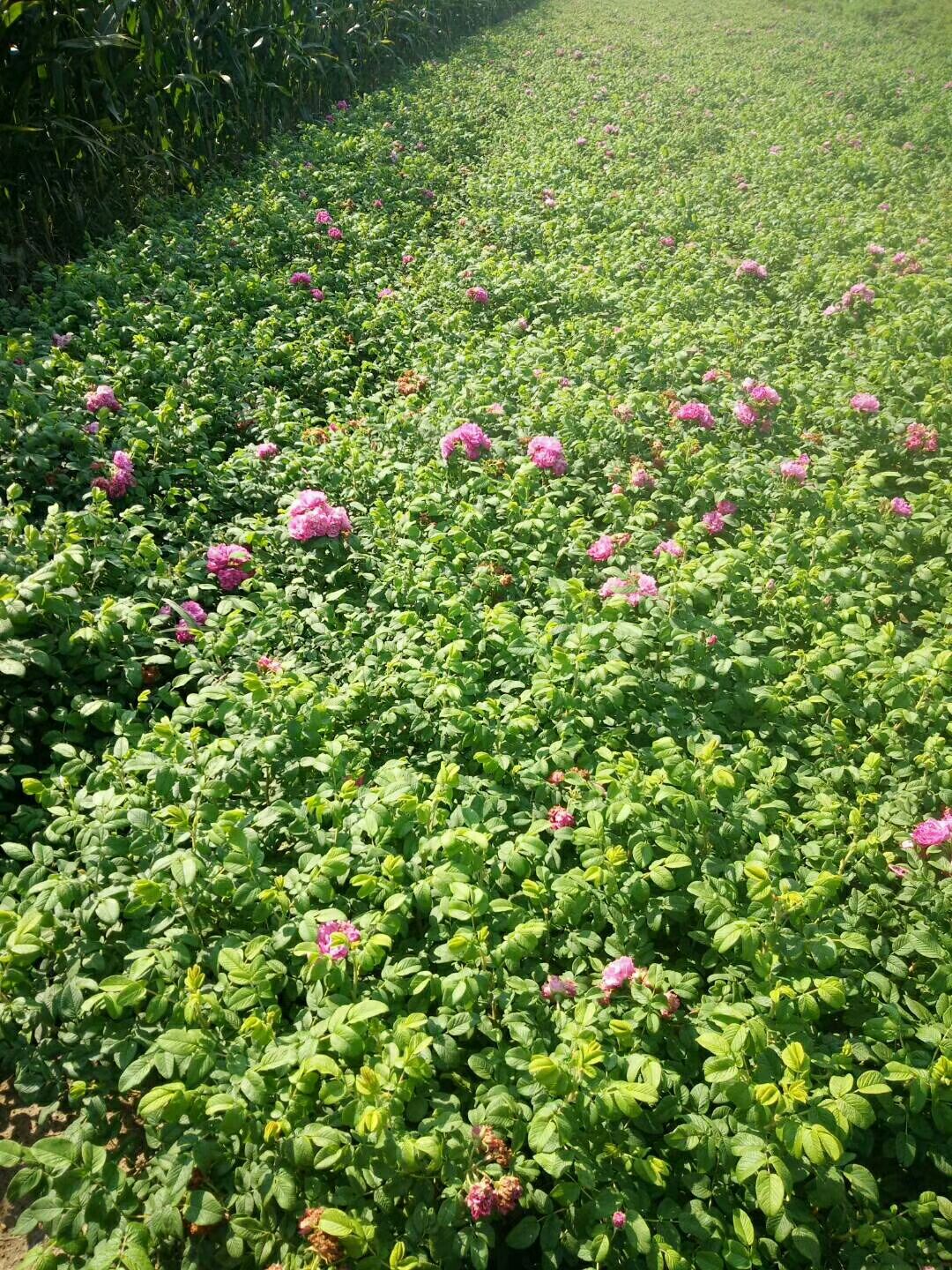 食用玫瑰丰花一号 莱州沿海城市,四季分明气候宜人,生产的玫瑰苗根系