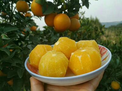 皇帝柑 6 - 6.5cm 3两以上