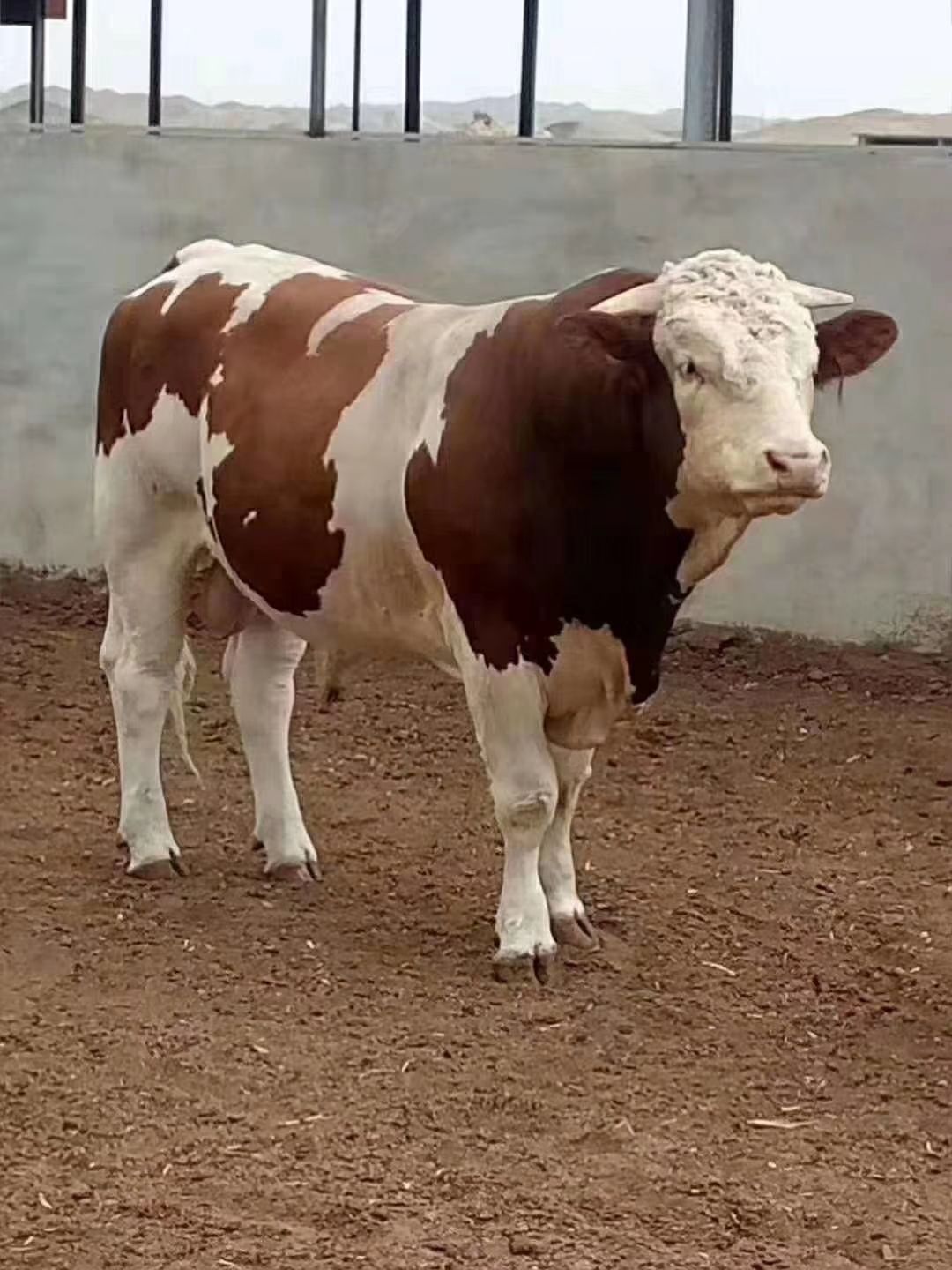 山西省忻州市忻府区西门塔尔牛 400-600斤 母牛