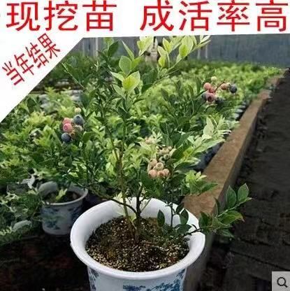 蓝莓苗兔眼蓝莓苗嫁接蓝莓苗南北方种植庭院地栽盆栽当年挂果