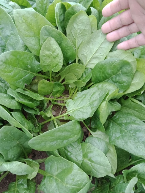 大叶菠菜 30~35cm图片