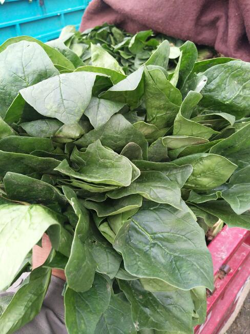 大叶菠菜 15~20cm图片