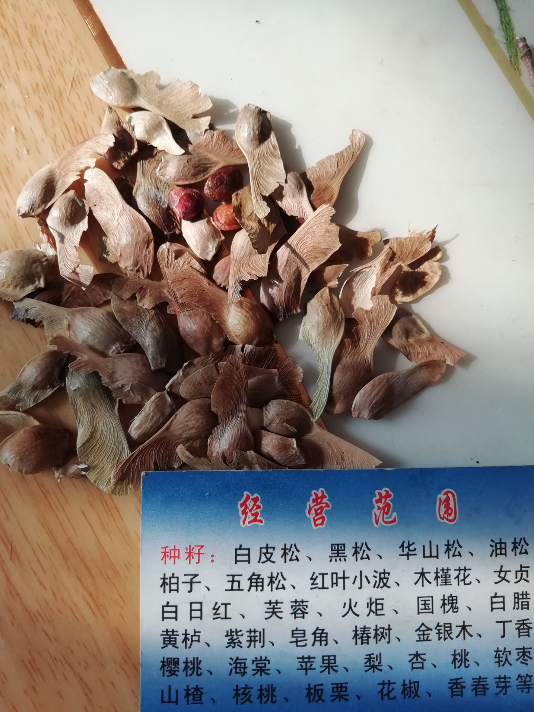 枫树种子 五角枫种子新货保证出芽率