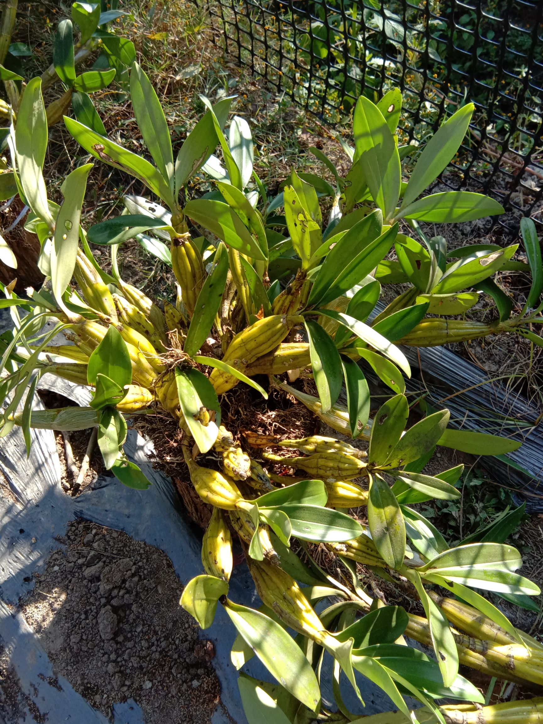 野生黄草石斛