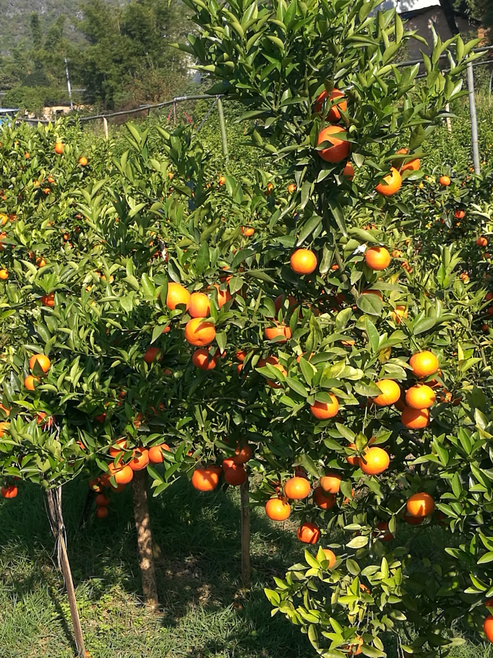 东方红桔 5 - 5.5cm 3两以上