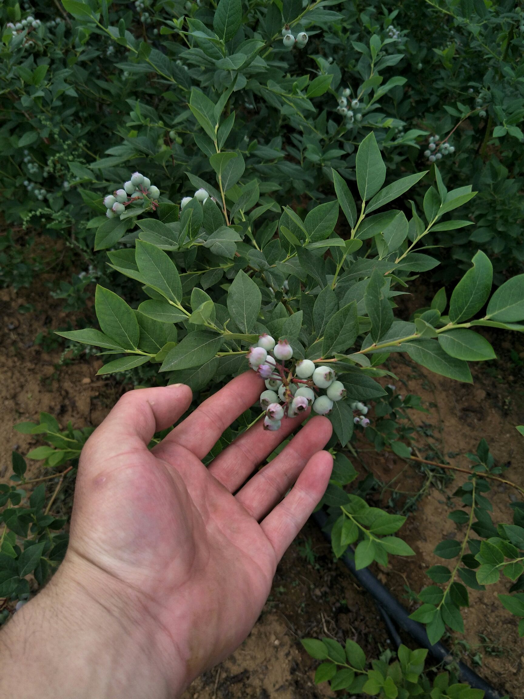 兔眼蓝莓苗 基地批发蓝莓苗2年苗3年苗规格齐全