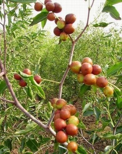 沾化冬枣苗