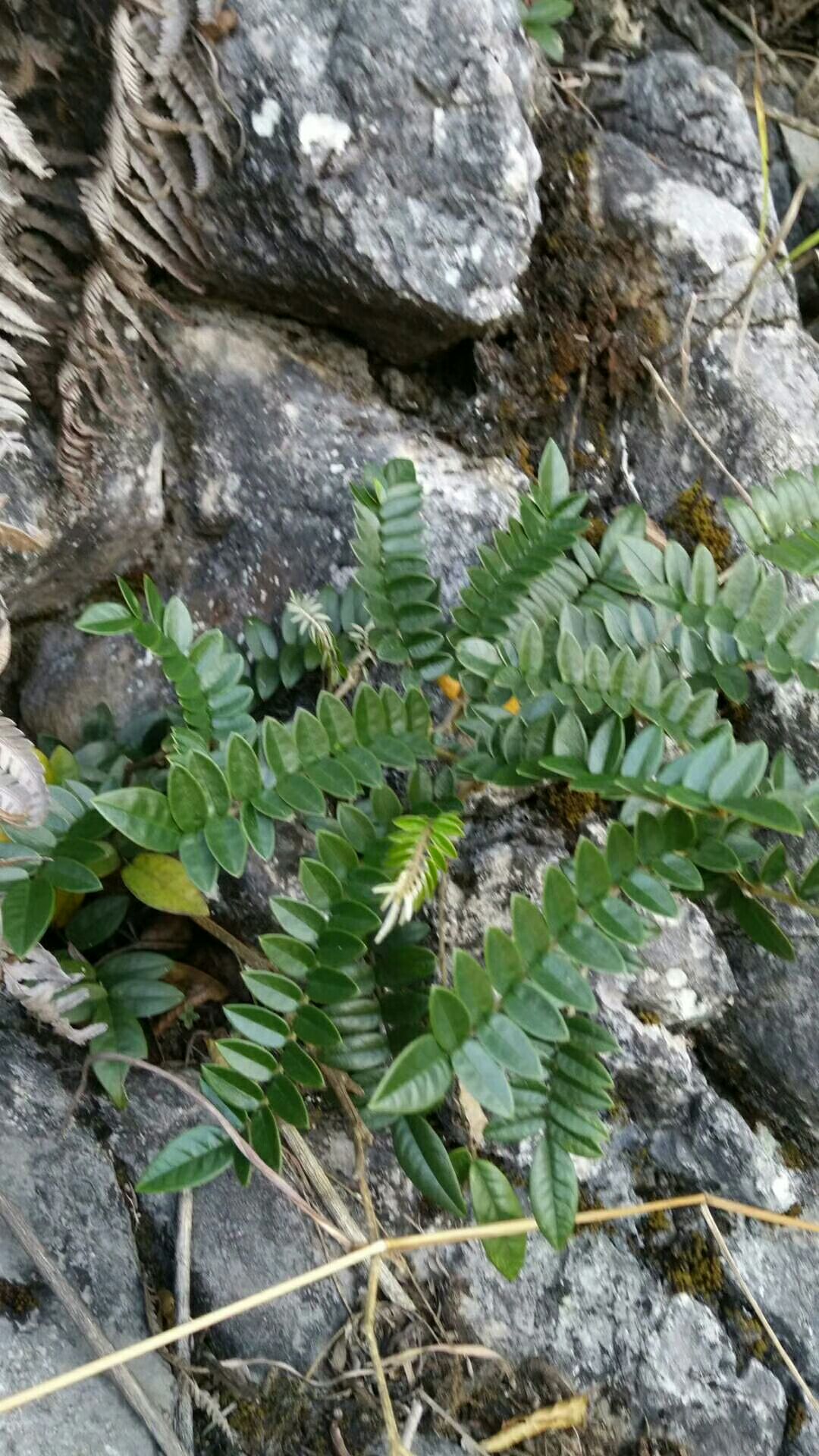 山豆根具有杀虫消炎,抗菌止痛的功效   