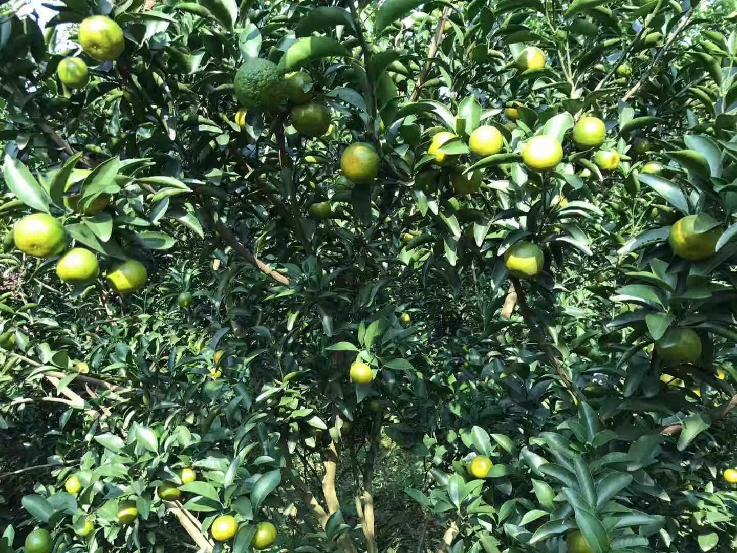 青皮蜜桔 3.5 - 4cm 1两以下