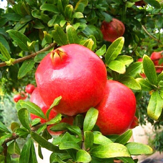 突尼斯软籽石榴树苗