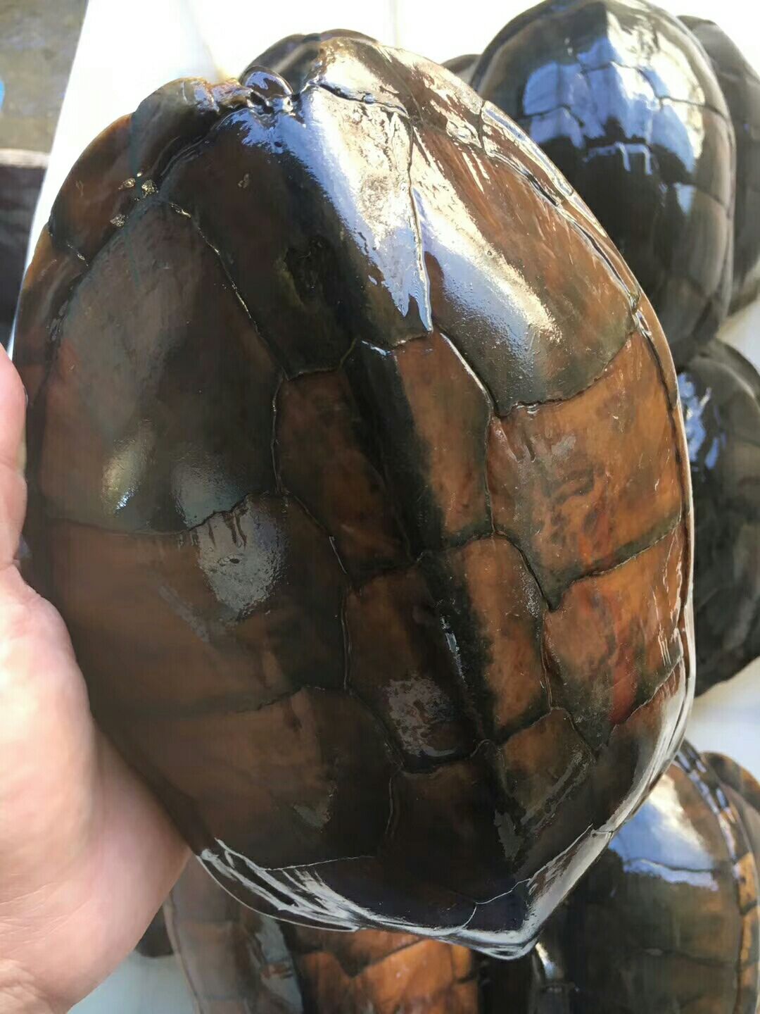 石金钱龟