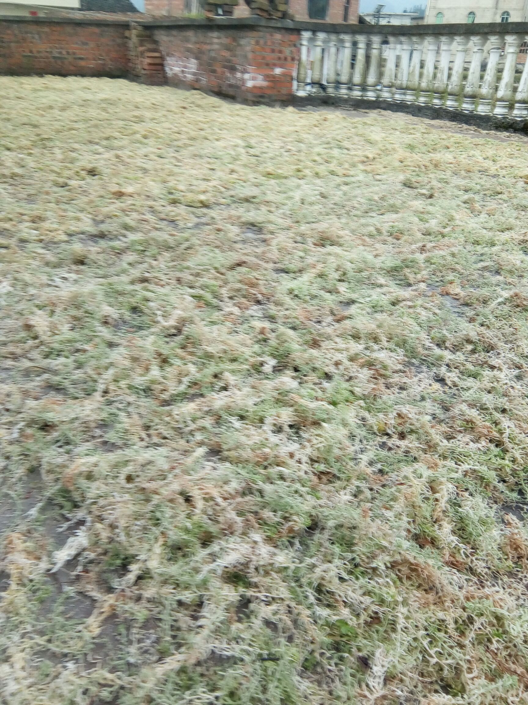 水苔苔藓 5~10cm