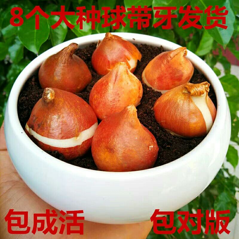 郁金香种子 种球 包花色