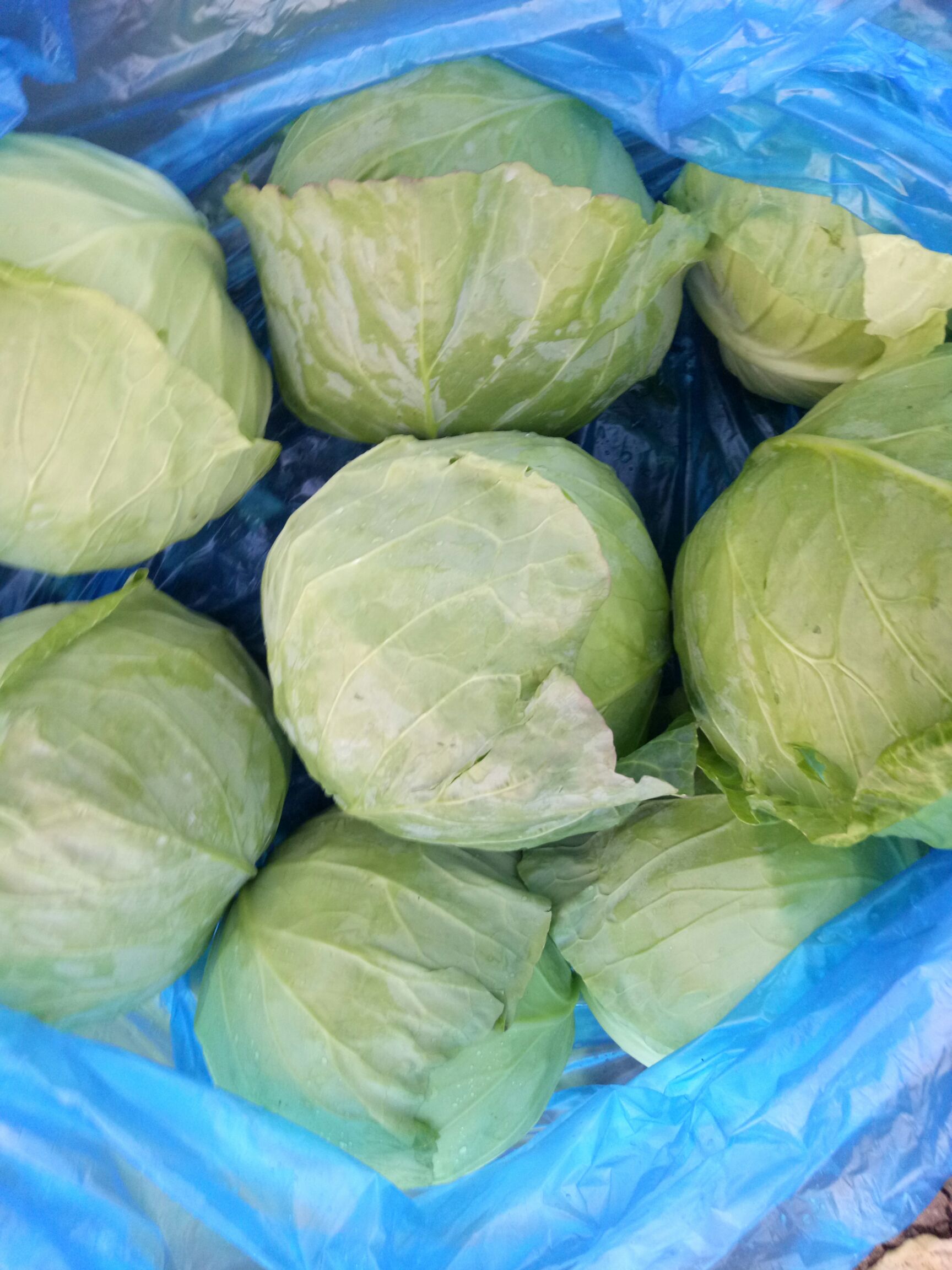 大棚精品甘蓝.牛心菜上市了.长期供应.需要的联系哦.