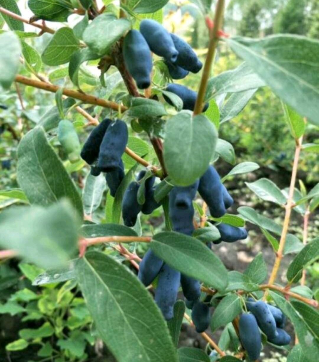 蓝靛果苗