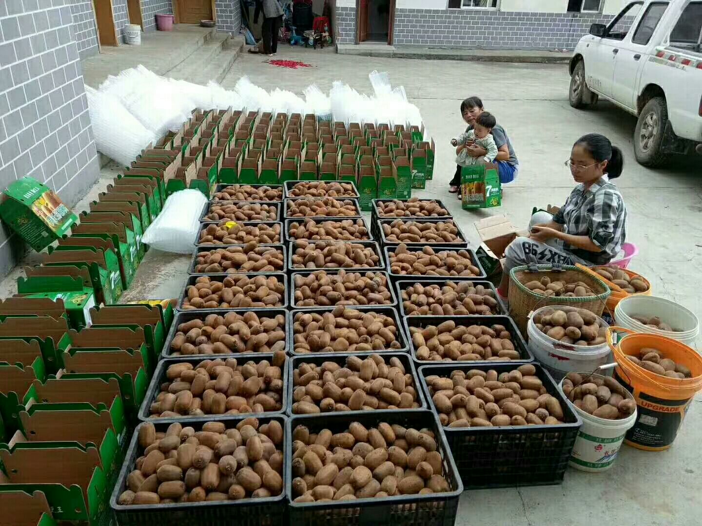修文猕猴桃 60~100克